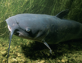Channel Catfish